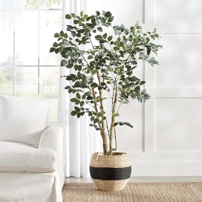 Wild Coffee Panax Tree