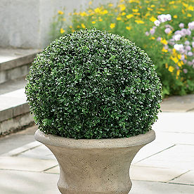 Boxwood Ball Topiary