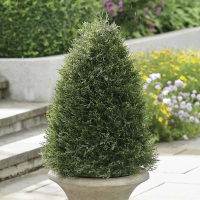 Pond Cypress Topiary