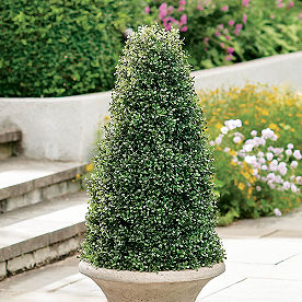 Boxwood Cone Topiary