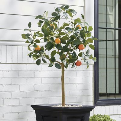 Tangerine Tree, 4'