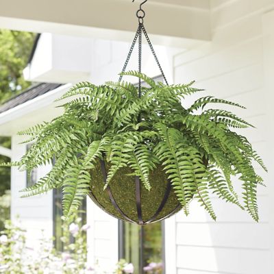 Classic Fern Hanging Basket