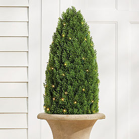 Pre-lit Pond Cypress Cone Topiary