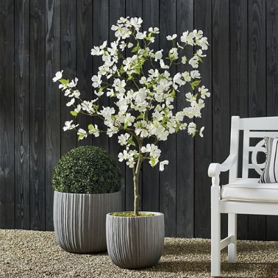 Dogwood Potted Tree