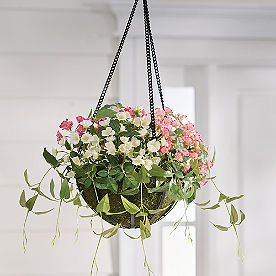 Wild Rose Hanging Basket