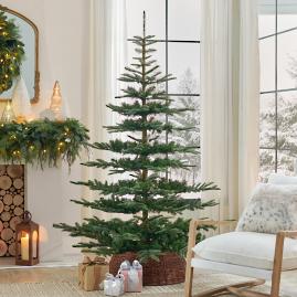 Un-Lit Noblis Fir Christmas Tree