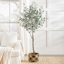 Olive Tree, 6.5ft.