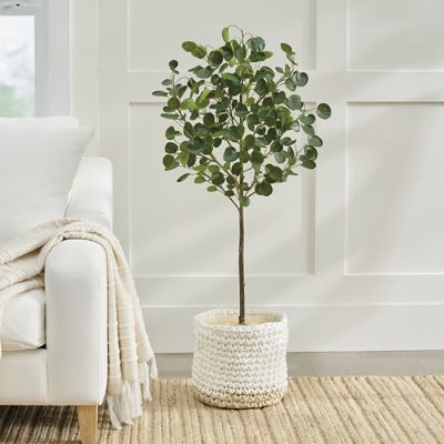 Outdoor Pilea Plant