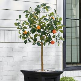 Tangerine Tree, 4'