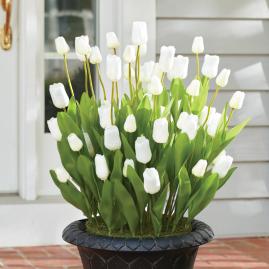Flowering Tulip Urn Fillers
