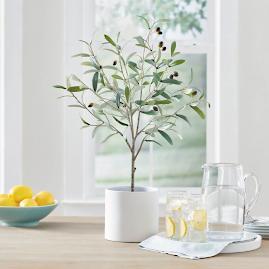 Potted Tabletop Olive Tree