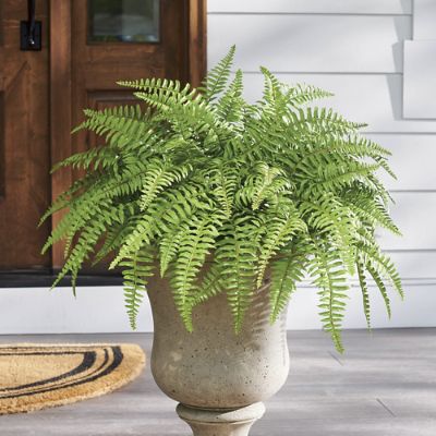 Classic Fern Urn Filler