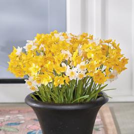 Daffodil Lane Urn Filler