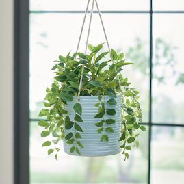 Hanging Potted Plant, Honeysuckle in Pale Blue Pot