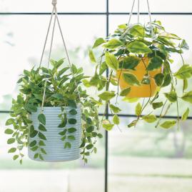 Hanging Potted Plant