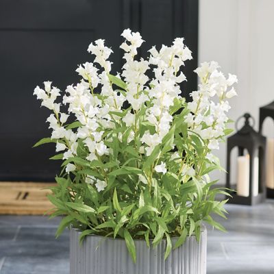 Bellflower Urn Filler  Grandin Road