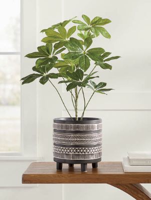 schefflera plant in decorative pot