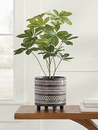 schefflera plant in decorative pot